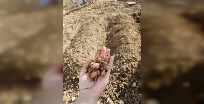 Siirt'te safran üretimi için ilk deneme başarıyla tamamlandı