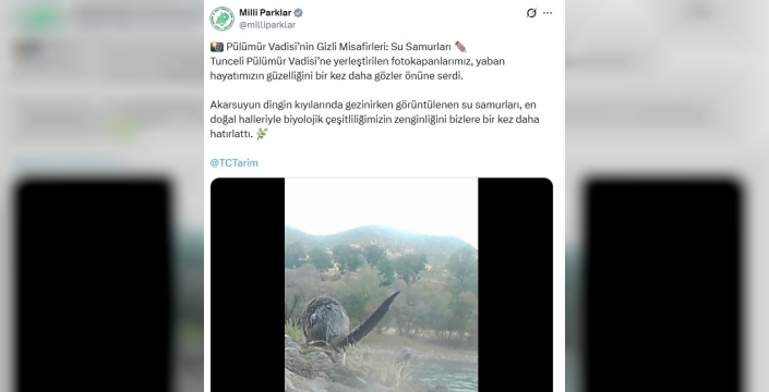 Tunceli'de su samurları fotokapana yakalandı: Yaban hayatından büyüleyici anlar