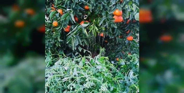 Adana'da narenciye üretimine don darbesi: Çiftçiler kayıplarla karşı karşıya