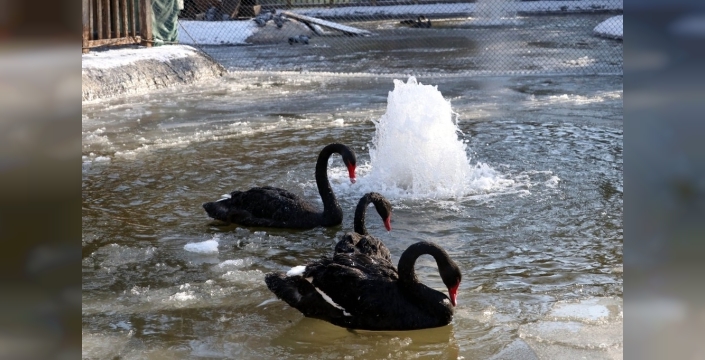 Ankara dondurucu soğukla mücadele ediyor: Kuğulu Park ve Eymir Gölü buz kesti!