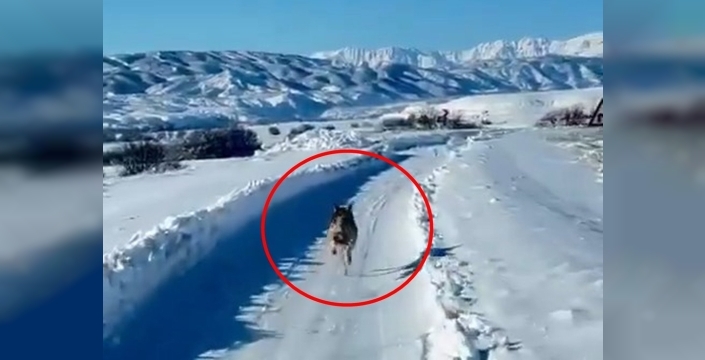 Bingöl'de paletli ambulansın önünden koşan kurt şaşırttı