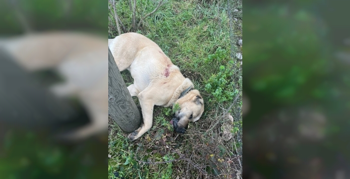 Çiftlik köpeğini av tüfeğiyle öldüren şüpheli tutuklandı: Yeni deliller kararı değiştirdi