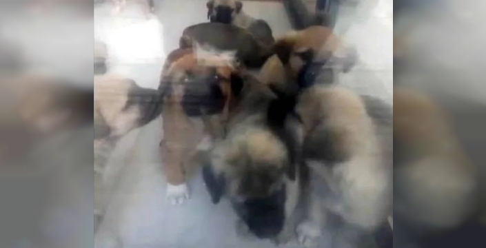 Doktora verilen 9 yıl 9 aylık köpek istismarı cezası, istinafta kaldırıldı