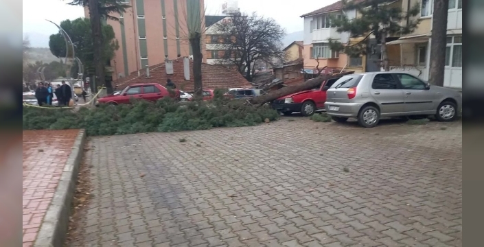 Gediz'de Fırtına Hayatı Felç Etti: Ağaçlar Devrildi, Çatılar Uçtu!