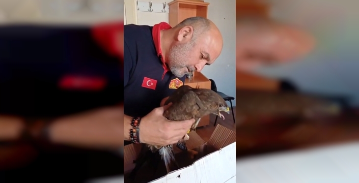 Giresun'da yaralı şahin, itfaiye ve doğa koruma ekiplerinin elinde hayata tutundu