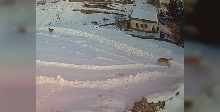 İmranlı'da vaşaklar, kurtlar tarafından kovaladı