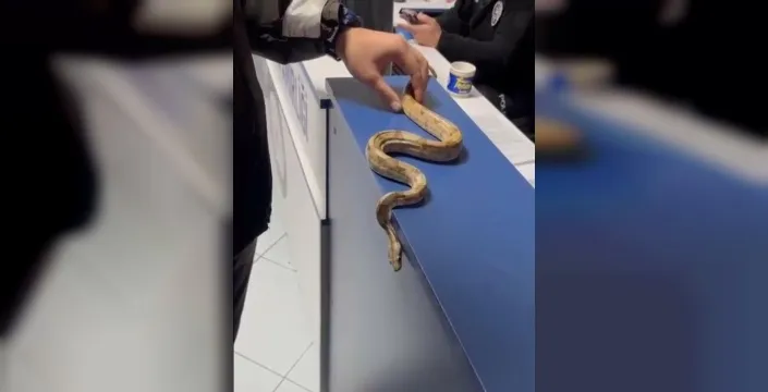 Kafede Mısır yılanı gezdi; 11 bin 977 TL ceza yedi
