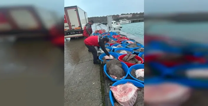 Kandıra'da yasa dışı avlanan 500 kalkan balığı ele geçirildi