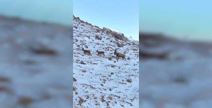 Karlı Aladağlar'da dron kamerasına yakalanan yaban keçileri