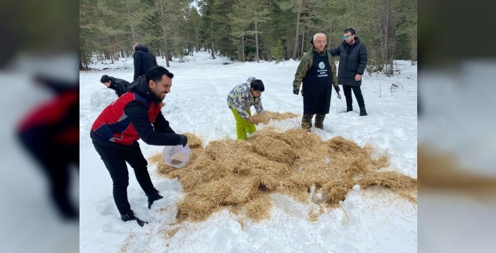 Kışın zor günlerinde yaban hayvanlarına sıcak bir destek: Ilgaz Dağı'na yem bırakıldı