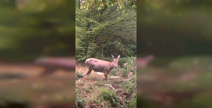 Kocaeli ormanlarında geyik, su birikintisinde serinleme anı fotokapana yakalandı