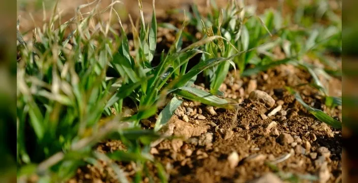 Konya Ovası'nda son yağışlar çiftçiye umut oldu