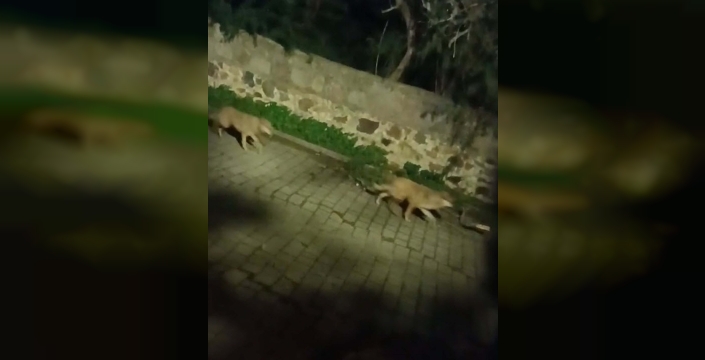 Kurtlar, yaban domuzlarını takip ederek kent merkezlerine kadar inebiliyor