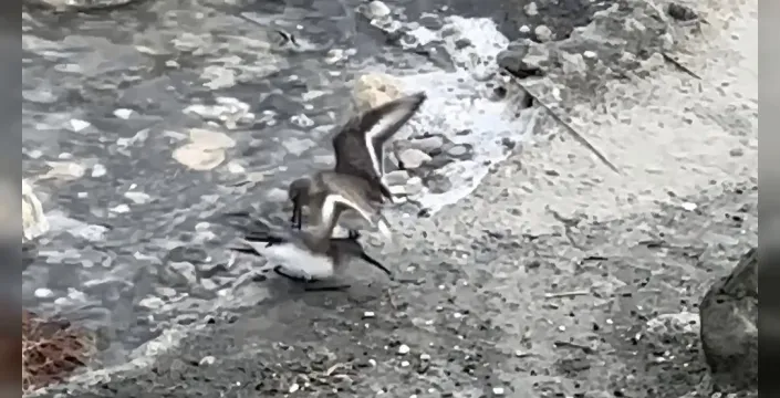 Milleyha'da kara karınlı kum kuşlarının yiyecek mücadelesi görüntülendi
