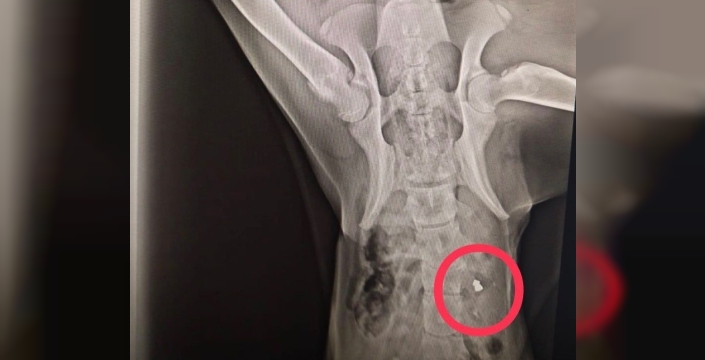 Ordu'da Sokak Köpeklerine Kan Donduran Saldırı: 3 Köpek Vuruldu, 2'si Hayatını Kaybetti