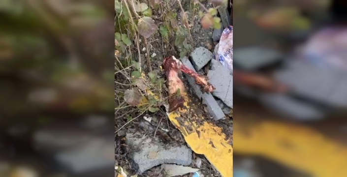Sakarya'da at kestikleri iddia edilen 2 şüpheli operasyonla yakalandı, 5 at kurtarıldı