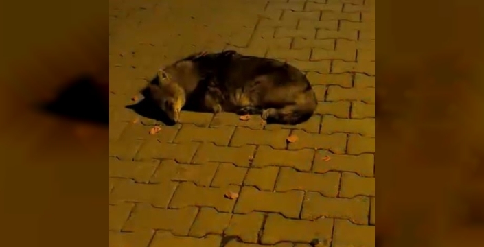 Samsun'da bitkin bulunan yavru çakal tedavi altına alındı