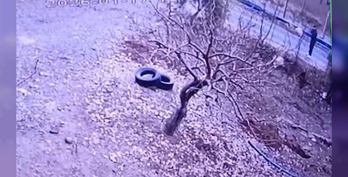 Şanlıurfa'da şok eden olay: Koşan köpeğe tüfekle ateş edildi, hayvan can verdi