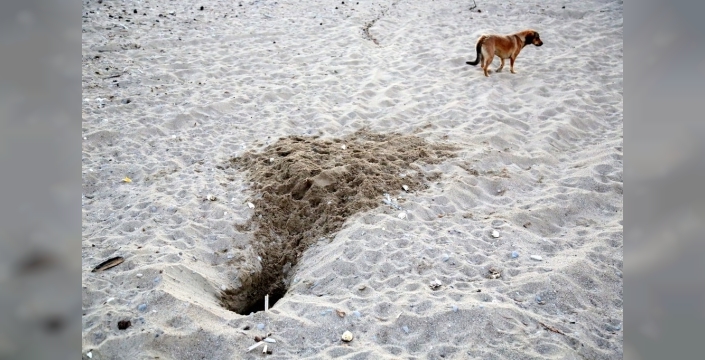 Tatilde bırakılan köpekler, caretta caretta yuvalarını tahrip ediyor