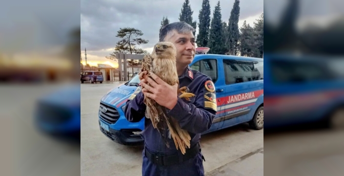 Tavukların arasında bulunan yaralı şahin, tedaviye alındı