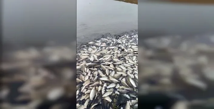 Tekirdağ göletinde toplu balık ölümleri şoke etti: Nedeni araştırılıyor