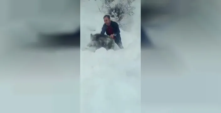 Yavru domuzu eliyle yakalayan kişiye 15 bin lira ceza şoku