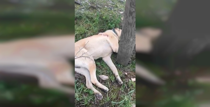 Zonguldak'ta kangal köpeği tüfekle vuruldu: Sahibi şokta, bir kişi gözaltında