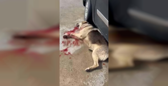 Bodrum'da iki köpeğin tüfekle vurulması olayında savcılık itirazı: Şüpheli için yeniden tutuklama talebi