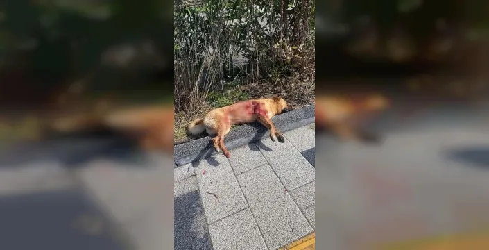 Bodrum'da köpekler tüfekle vuruldu; bir kişi gözaltında