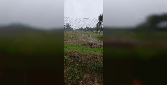 CHP'li başkanın zeytin ağaçları skandalı: 27 ağaç için 36 bin lira ceza