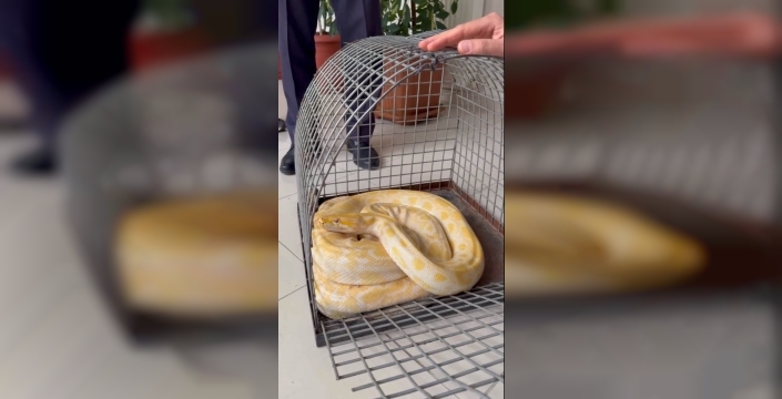Denizli'de gösteride kullanılan pitona el konuldu, koruma altına alınacak
