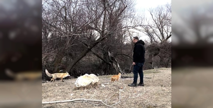 Doğanın Mucizesi: Erzincan'da Kedi ve Tilki Dostluğu Objektiflere Takıldı!