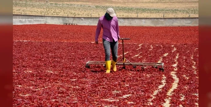 Gaziantep'in kırmızı altını: İslahiye pul biberi 60 ülkeye ulaştı