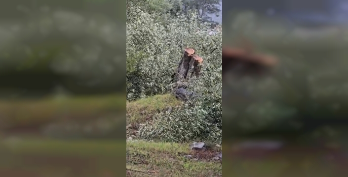 Muğla Valiliği, Milas'taki zeytin ağaçlarının kesilmesiyle ilgili soruşturma başlattı