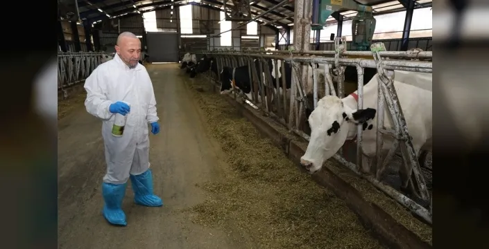 Şap hastalığına karşı umut veren bitkisel sprey: Hayvanlar birkaç günde toparlanıyor