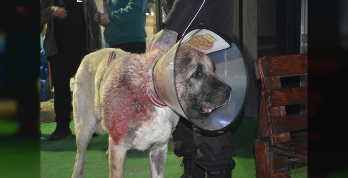 Tolo isimli Kangal köpeğinin boynundaki 9 kiloluk tümör başarıyla alındı