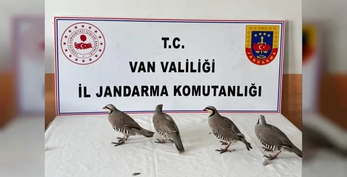 Van'da Keklik Avına Dev Cezalar Kesildi: 85 Bin Lirayı Aştı!