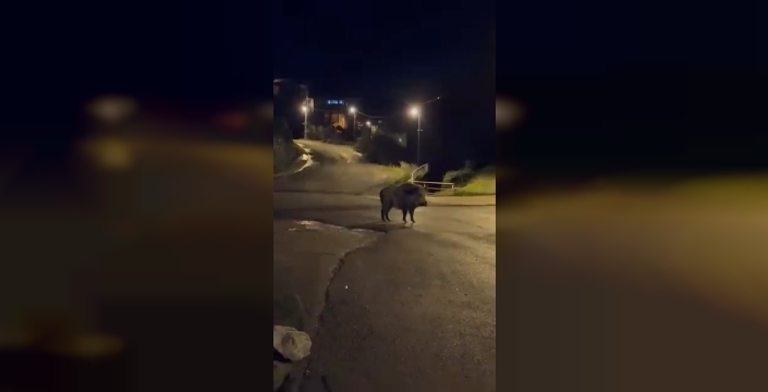 Zonguldak'ta aç kalan yaban domuzları şehir merkezine indi