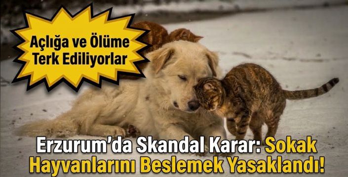 Açlığa ve Ölüme Terk Ediliyorlar: Erzurum'da Sokak Hayvanlarını Beslemek Yasaklandı!