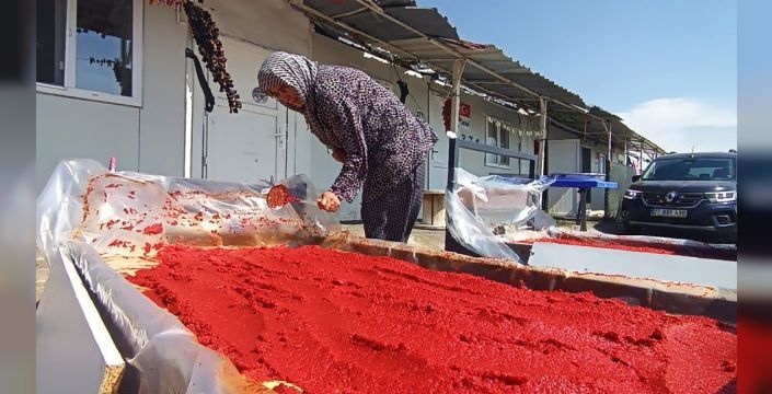 Depremzede kadınlar kışa kurutmalık ve salçayla hazırlanıyor