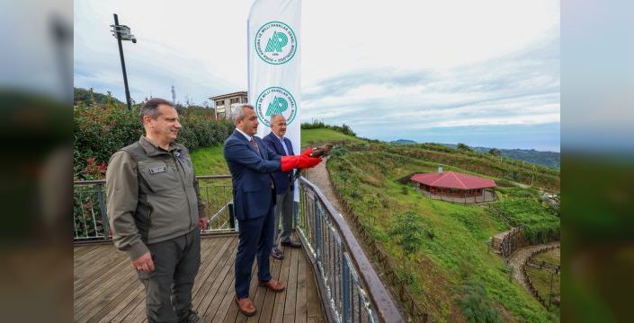Tedavi edilen arı şahinleri Rize'de doğaya bırakıldı