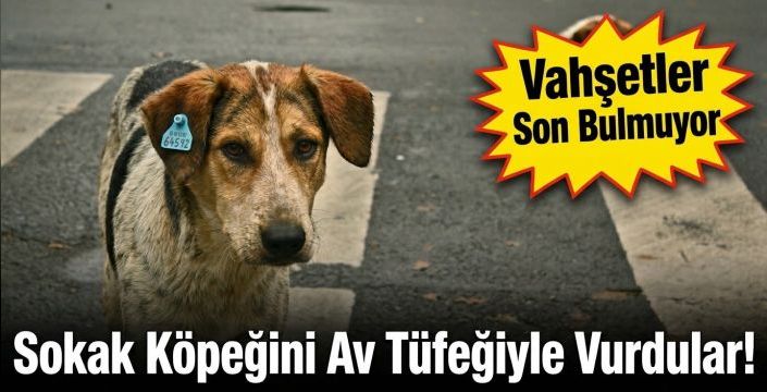 Vahşetler Son Bulmuyor: Sokak Köpeğini Av Tüfeğiyle Vurdular!