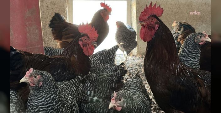 Yozgat Bozok Üniversitesi, etlik piliç üretiminde öncü oldu