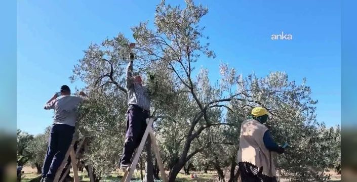 Aydın'da zeytin üreticileri yüksek maliyetlere isyan ediyor