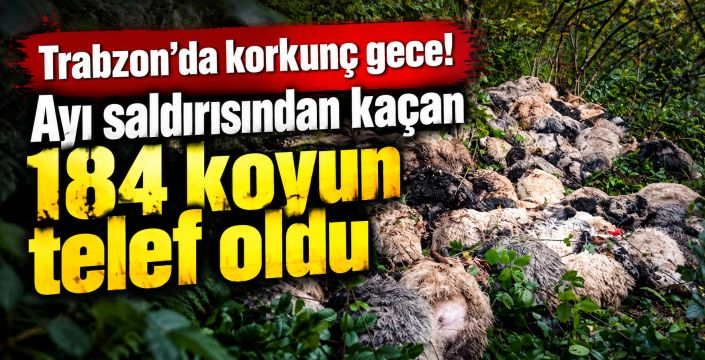 Ayılar sürüye saldırdı, 184 koyun uçurumdan düşerek telef oldu
