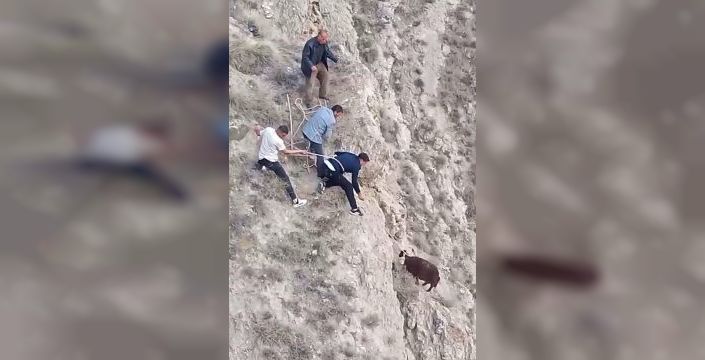Erzurum'da sarp kayalıkta mahsur kalan koyun, gençlerin yaptığı kementle kurtarıldı