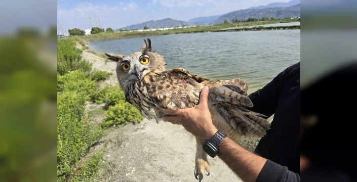 Hatay'da vurulan puhu baykuşu tedavi altına alındı
