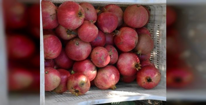 Hicaz narı hasadı Selçuk'ta başladı