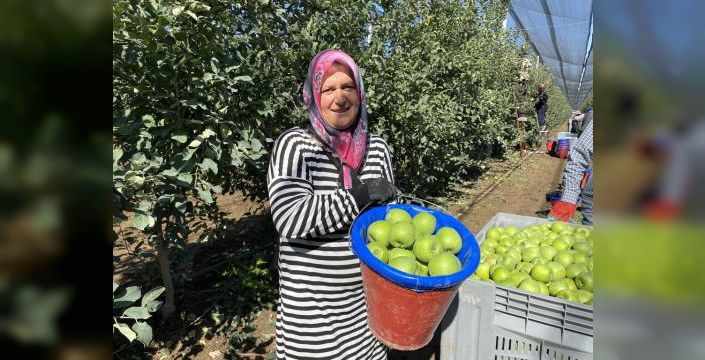 Isparta'da elma hasadı başladı, rekolte 1 milyon 250 bin ton bekleniyor