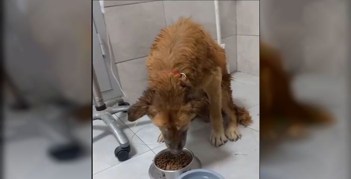 İzmir'de çamur alanından kurtarılan köpeğe Şanslı adı verildi